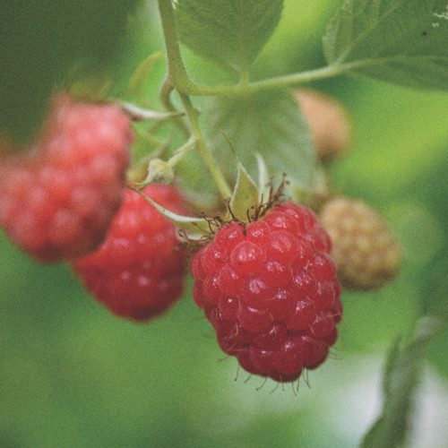 Rubus idaeus 'Heritage'