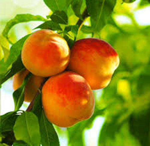 Prunus persica 'Reliance'  - Bareroot