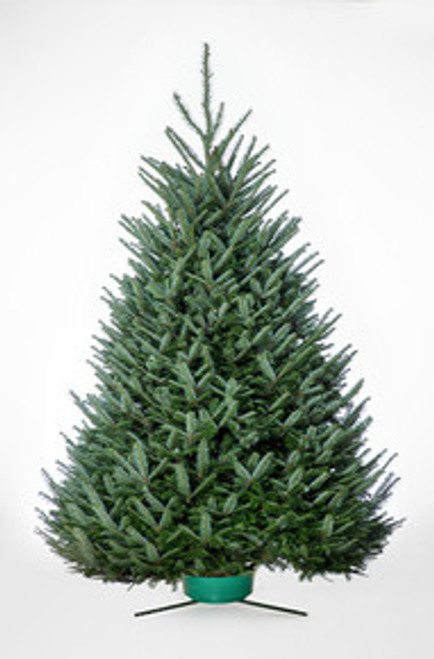 Christmas Tree Fraser Fir - 9'-10'