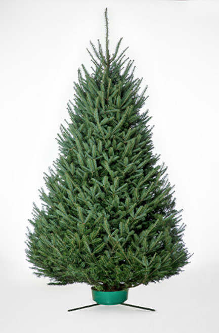 Christmas Tree 10'-11'-Balsam Fir