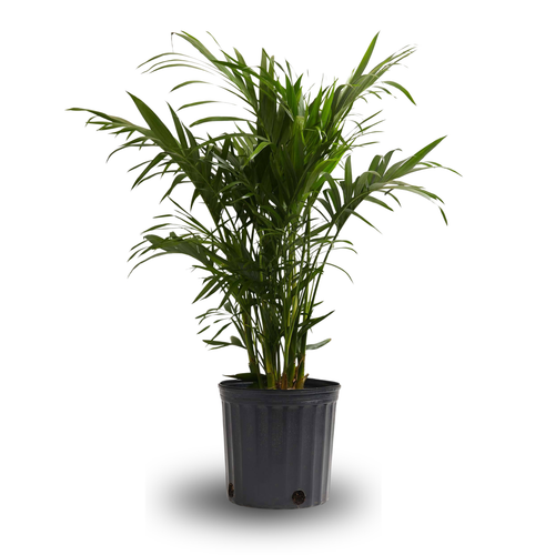 FIFA - 10" Pot - Palm Cat