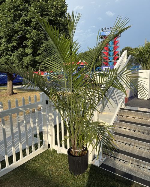 FIFA - 10" Pot - Palm Cat