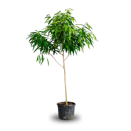 FIFA - 14" Pot - Ficus Alii Std