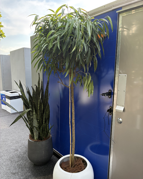 FIFA - 14" Pot - Ficus Alii Std