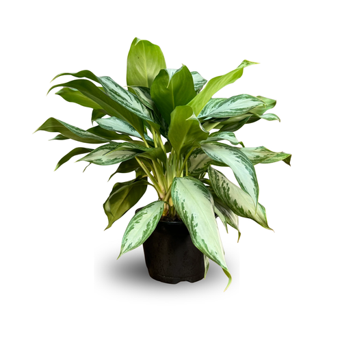 FIFA - 8" Pot - Aglonema Silver Bay
