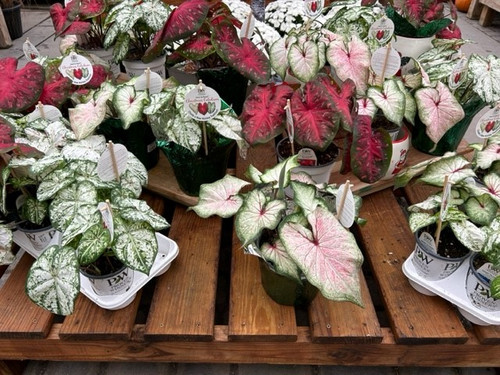 Caladiums, Heart to Heart PW Asstd Var. 4.25"