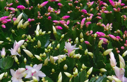 Christmas Cactus or Spring Cactus Large