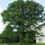 Swamp White Oak - Quercus bicolor