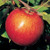 Apple, Haralson-CVI