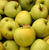 Apple, Yellow Delicious-CVI