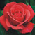 Fragrant Cloud Hybrid Tea Rose