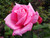 Perfume Delight Hybrid Tea Rose