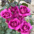 Sunbelt Plum Perfect Floribunda Rose