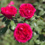 Rouge Royale Hybrid Tea Rose