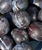 Prunus salicina 'Methley' - Bareroot