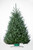 Christmas Tree Fraser Fir - 9'-10'