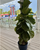 FIFA - 12" Pot - Fiddle Fig Bush Lyrata