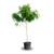 FIFA - 14" Pot - Ficus Alii Std