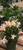 Christmas Cactus or Spring Cactus Large