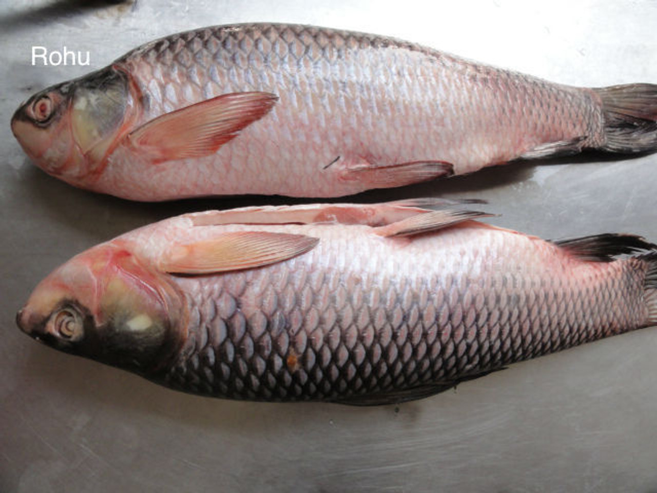 female blue gourami