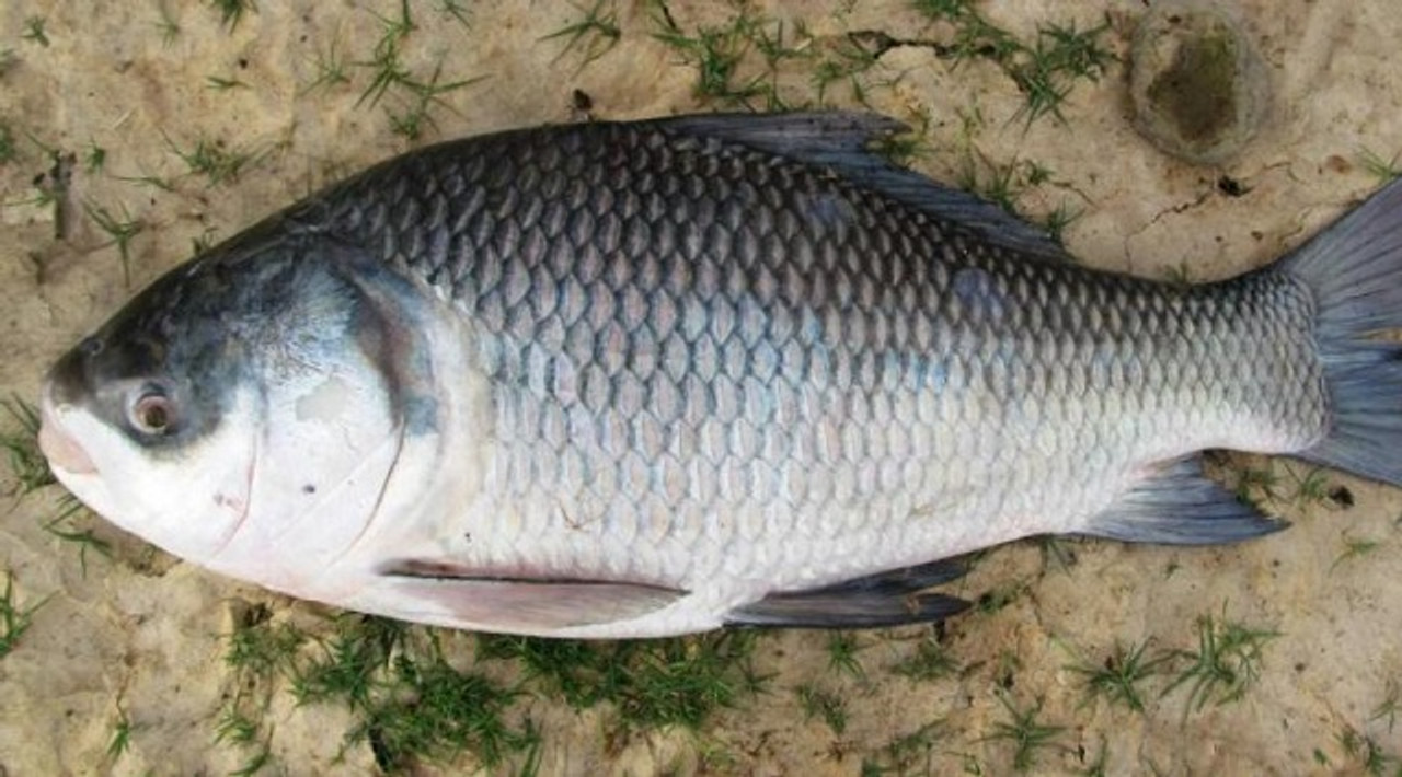 silver katla fish