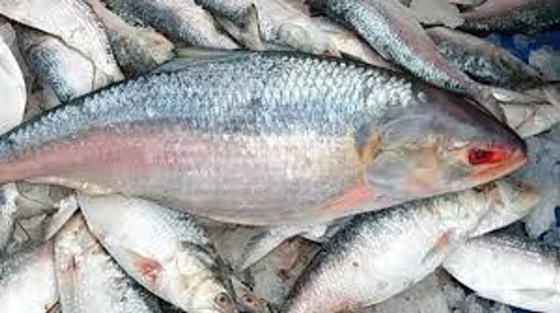 Hilsa Block Frozen