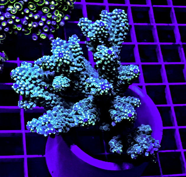 World Wide Corals Certified Sustainable Display Colony