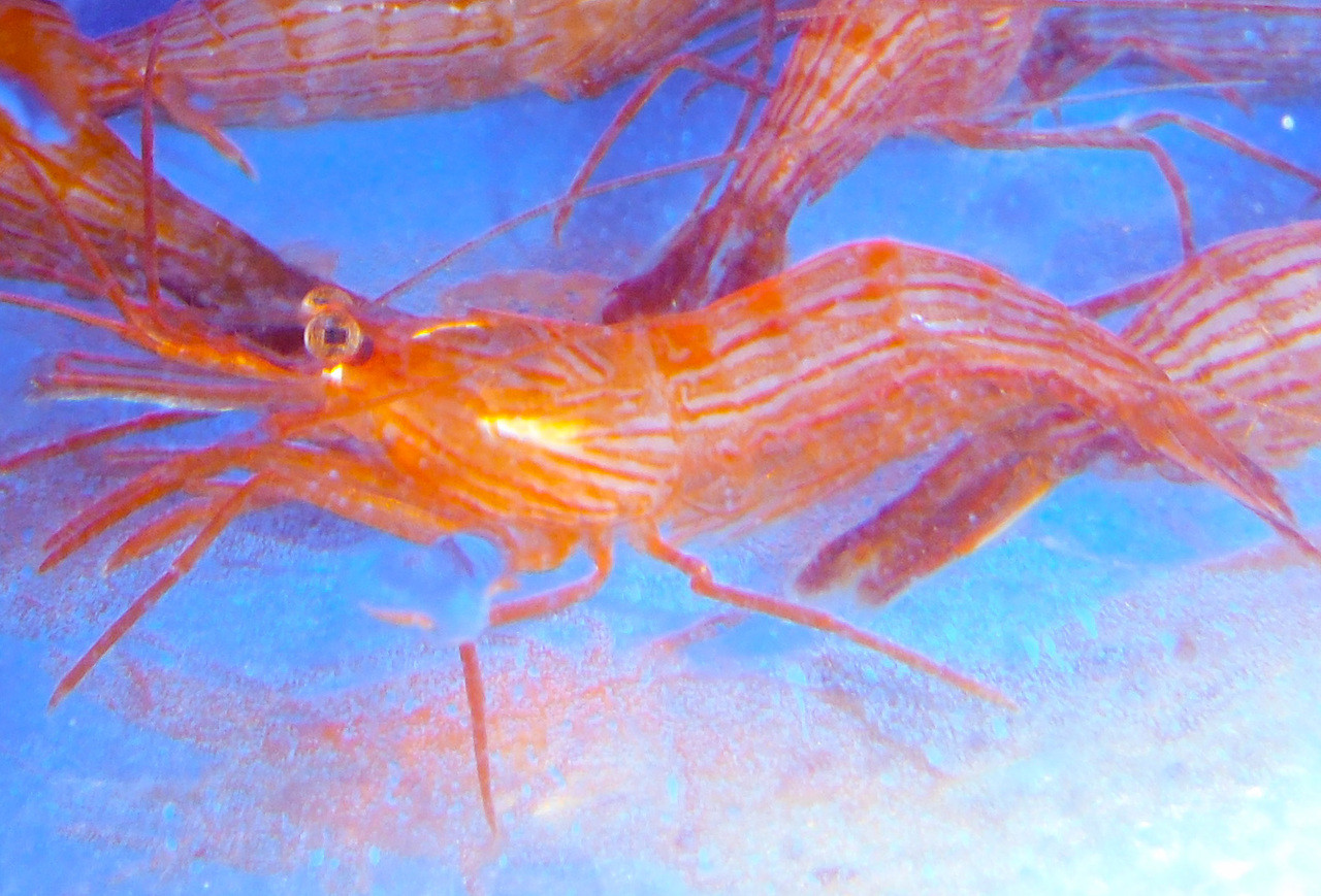 Peppermint shrimp Captive Bred Peppermint Shrimp for Sale