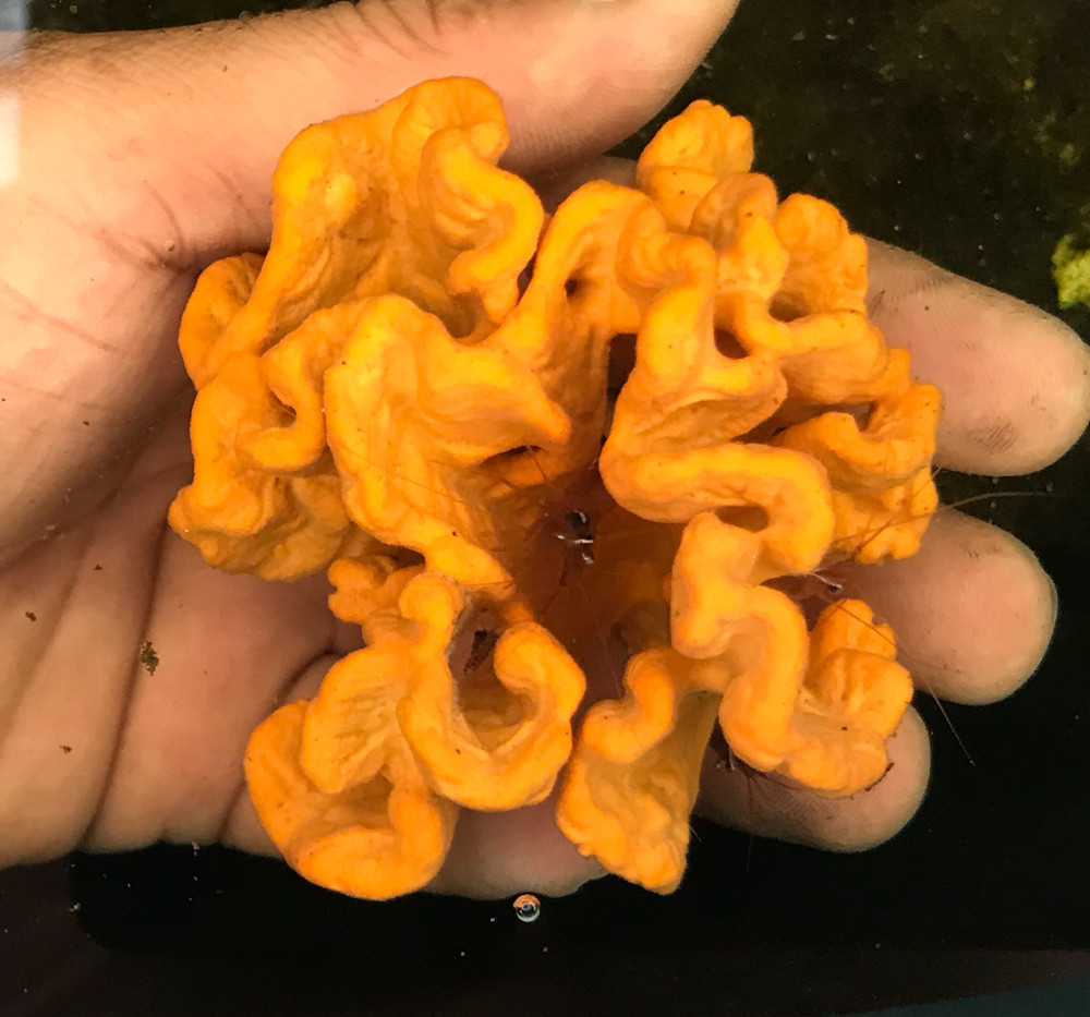 Yellow Sea Sponge. Buy Sea Sponges Get Best Quality and Price.