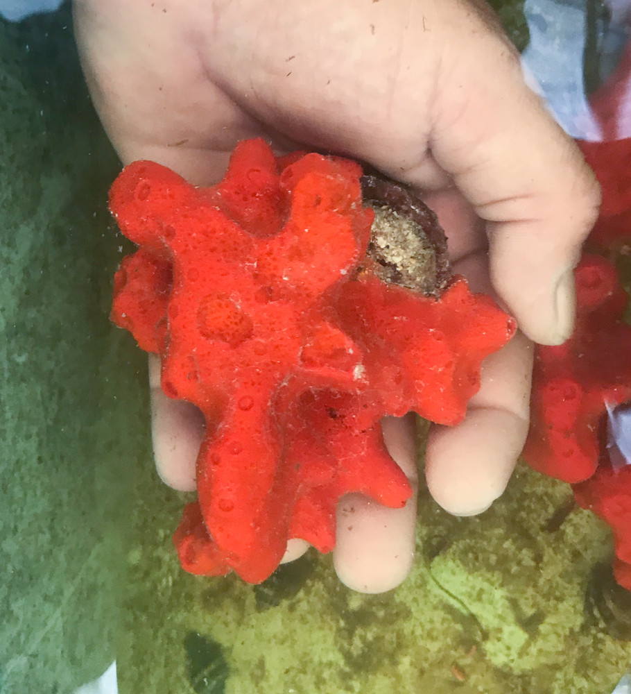 Lave Red Rare Sea Sponge for Sale. Whole Sponge colonies.