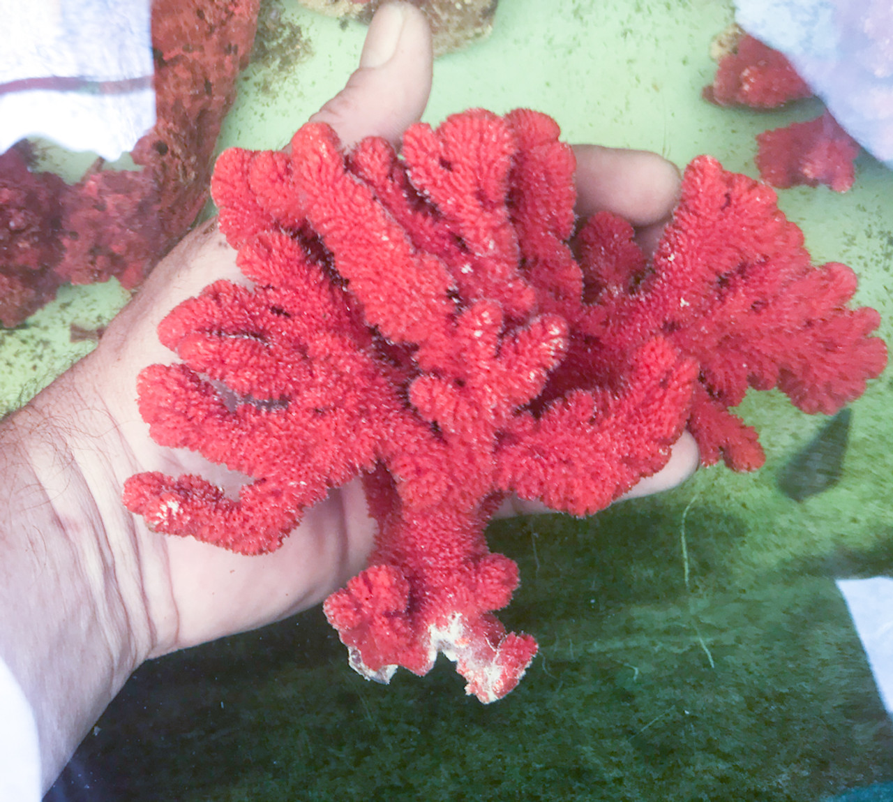 Velvet Red Spike Sea Sponge for Sale. Live Sponges.