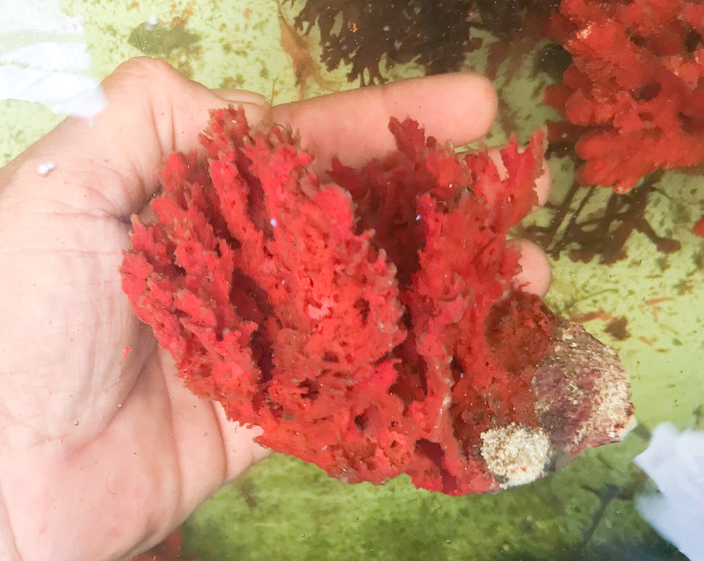 Get Sponges for Sale Buy Sea Sponge Live Sponges