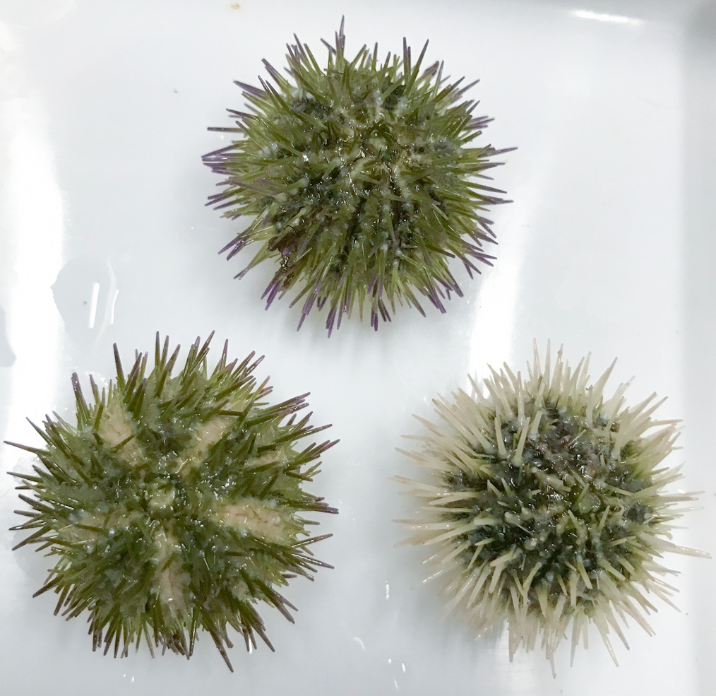 Sea Urchins for Sale. Buy Live Baby Sea Urchins for Aquariums.