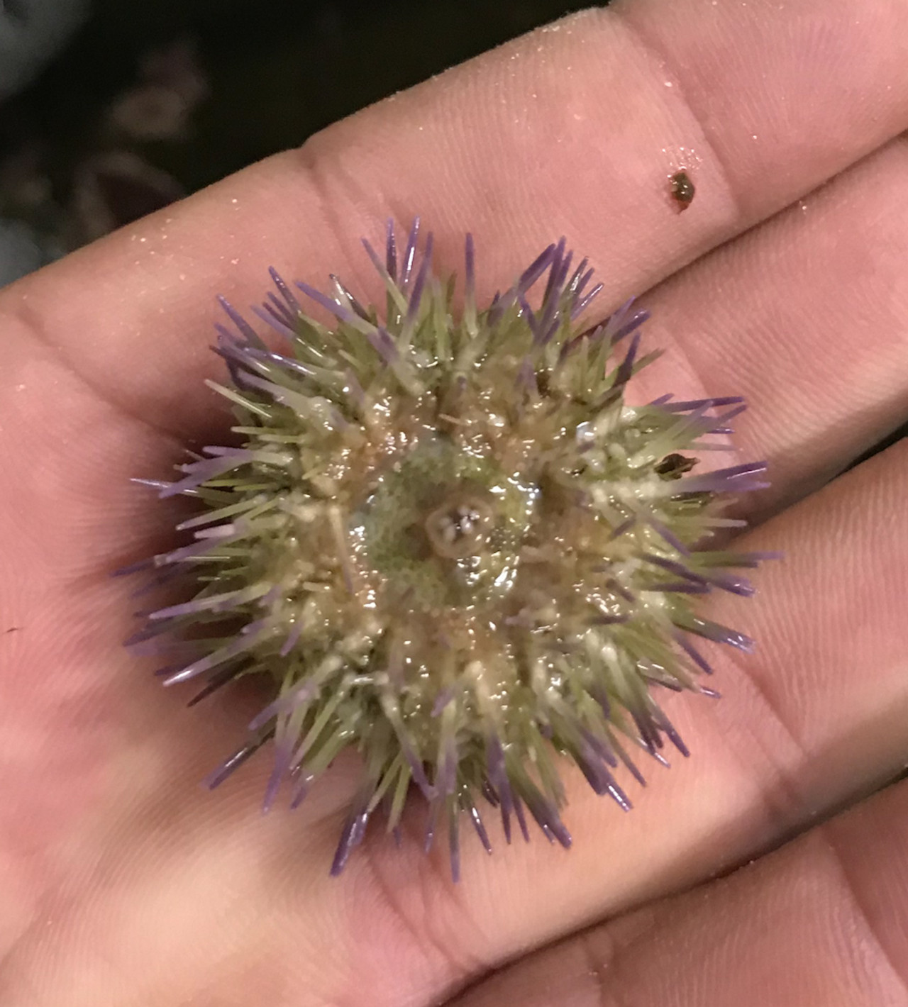 Sea Urchins for Sale. Buy Live Baby Sea Urchins for Aquariums.