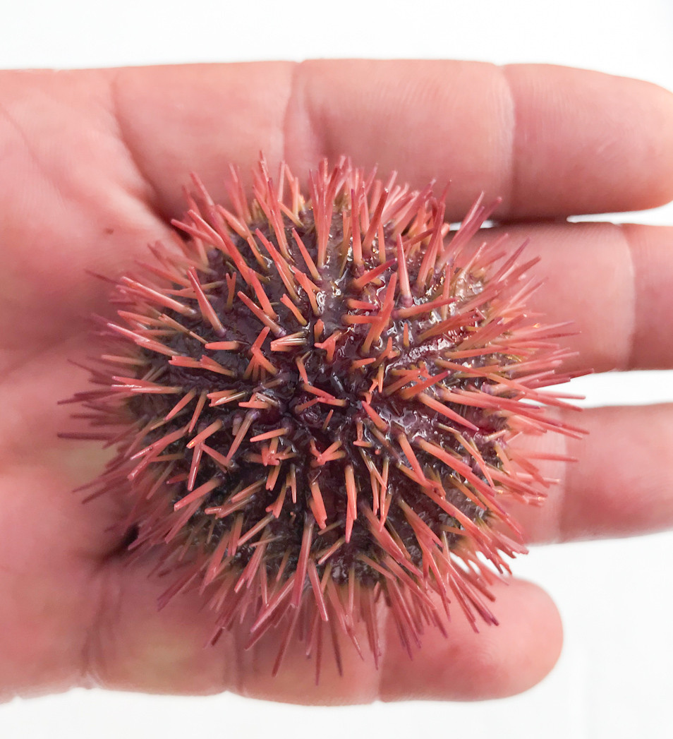 Rose Purple Sea Urchin for Sale. Buy Pincushion Urchin.