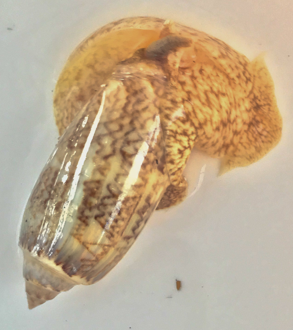 Olive Snails for Saltwater Aquariums. Live Olive Snails for Sale.