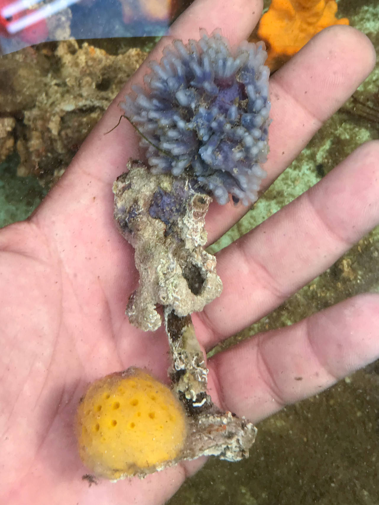 Live Sponge for Sale. Buy Sea Sponge