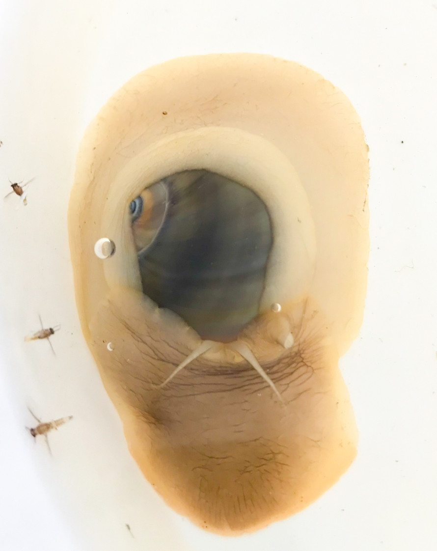 Moon Snails for Sale for saltwater aquariums.