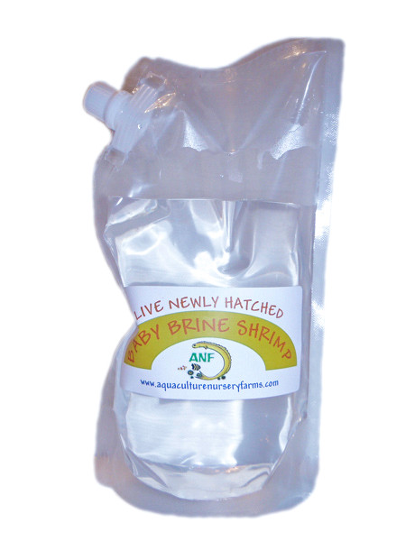Live Baby Brine Shrimp for Sale | Buy Baby Brine Shrimp | Artemia Nauplii