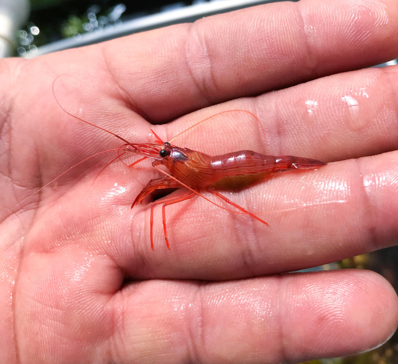 Jumbo Peppermint Shrimp Large Peppermint Shrimp For Sale