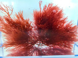Best Ogo Macro Algae Saltwater Plants Marine Live Fish Food copepods Amphipods