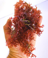 Hayi Red Macro Algae or Pom Pom, home for Copepods Amphipods Fish Food and Nutrient export. Maintain water quality saltwater aquarium coral reef tank