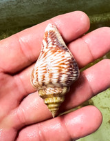 Sand sifting conch snails eat algae live snails.