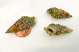 Get Cerith snails to control nuisance algae, hair algae, slime algae and keep live rock and aquarium glassclean.