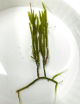 Cactus Tree Macro Algae for Sale. Buy Chaeto. Green Feather Macro Algae buy saltwater Plants for aquarium tank. Reef Safe