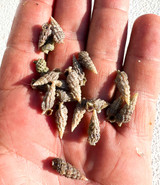 Florida Cerith Snails for Sale. Buy live saltwater snails for aquariums.