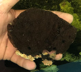 Live Black Sponge for sale. Encrusting Black sponge rare collection for saltwater aquarium reef tanks.