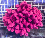 Purple Tube sponge for sale. Live sea sponges at the best prices on line. Rare strawberry sponge.