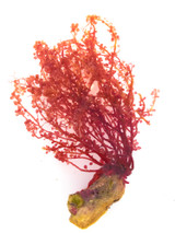 Red Bubble grape Macro Algae or saltwater plants for sale. Buy macro algae and get free shipping.