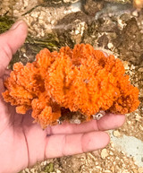 Rare Acro Sponge live specimens for saltwater aquariums